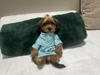 Sophia, a female Yorkipoo for sale in York, PA – 5 of 6