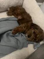 Sophia, a female Yorkipoo for sale in York, PA – 2 of 6
