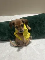 Dante, a male Yorkipoo for sale in York, PA – 4 of 5