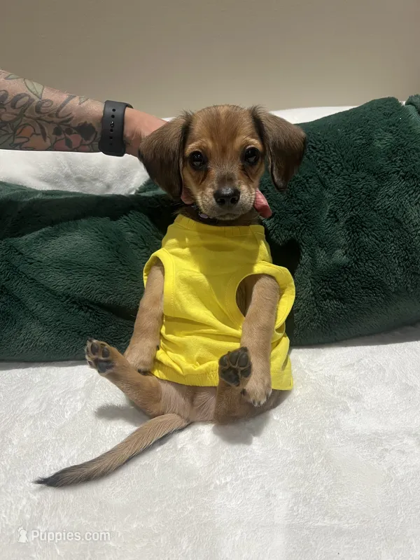 Dante – Yorkipoo puppy for sale in York, PA