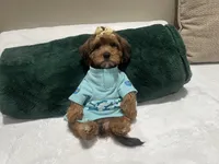 Sophia, a female Yorkipoo for sale in York, PA – 3 of 6