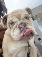 English bulldog puppy , a male English Bulldog for sale in Spokane, WA – Photo 1 of 3