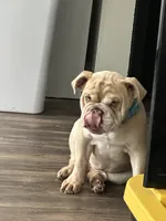 English bulldog puppy , a male English Bulldog for sale in Spokane, WA – Photo 3 of 3