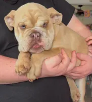 English bulldog puppy , a male English Bulldog for sale in Spokane, WA – Photo 2 of 3