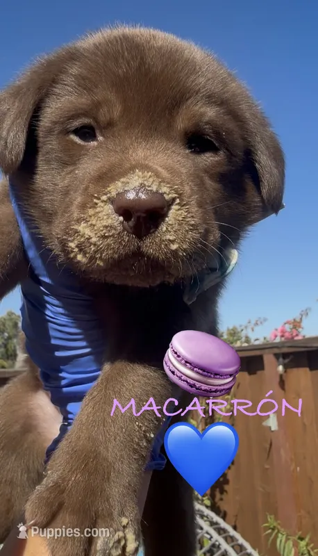 MACARRÓN  – Labrador Retriever puppy for sale in Fremont, CA