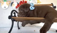 FUDGE , a male Labrador Retriever for sale in Fremont, CA – 10 of 10