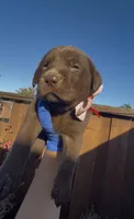CUPCAKE, a female Labrador Retriever for sale in Fremont, CA – 6 of 10