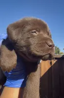 MUFFIN , a male Labrador Retriever for sale in Fremont, CA – 8 of 9