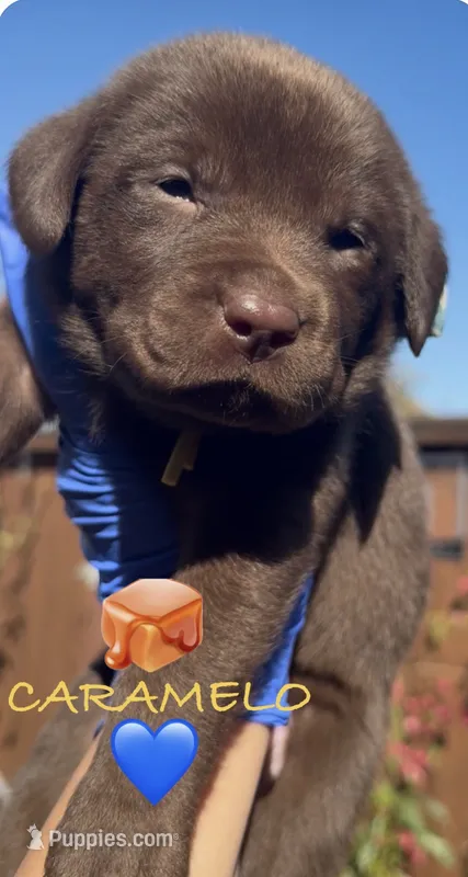 CARAMELO  – Labrador Retriever puppy for sale in Fremont, CA