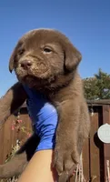 BROWNIE , a male Labrador Retriever for sale in Fremont, CA – 4 of 10