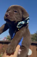 CARAMELO , a male Labrador Retriever for sale in Fremont, CA – 3 of 10