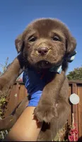 FUDGE , a male Labrador Retriever for sale in Fremont, CA – 4 of 10