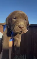 CUPCAKE, a female Labrador Retriever for sale in Fremont, CA – 7 of 10