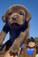 FUDGE , a male Labrador Retriever for sale in Fremont, CA – 2 of 10