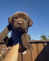 BONBON , a female Labrador Retriever for sale in Fremont, CA – 5 of 9