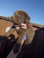 CUPCAKE, a female Labrador Retriever for sale in Fremont, CA – 4 of 10