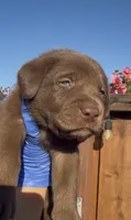 DONA, a female Labrador Retriever for sale in Fremont, CA – 2 of 9