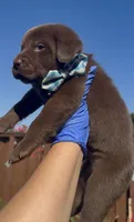 CARAMELO , a male Labrador Retriever for sale in Fremont, CA – 6 of 10