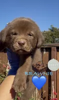 BROWNIE , a male Labrador Retriever for sale in Fremont, CA – 3 of 10