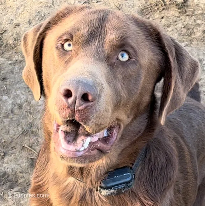 BLOU – Labrador Retriever puppy for sale in Fremont, CA