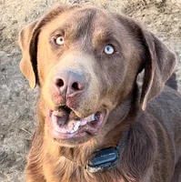 BLOU, a male Labrador Retriever for sale in Fremont, CA – 1 of 7