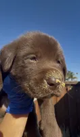 MUFFIN , a male Labrador Retriever for sale in Fremont, CA – 4 of 9