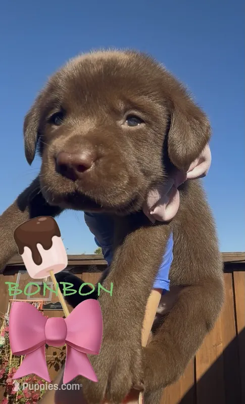 BONBON  – Labrador Retriever puppy for sale in Fremont, CA