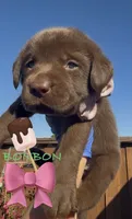 BONBON , a female Labrador Retriever for sale in Fremont, CA – 1 of 9