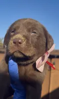 CUPCAKE, a female Labrador Retriever for sale in Fremont, CA – 3 of 10