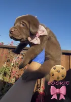 COOKIE , a female Labrador Retriever for sale in Fremont, CA – 9 of 10