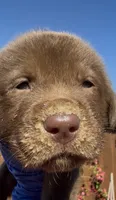 BROWNIE , a male Labrador Retriever for sale in Fremont, CA – 5 of 10