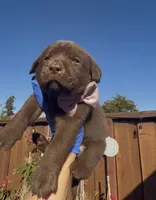 BONBON , a female Labrador Retriever for sale in Fremont, CA – 6 of 9