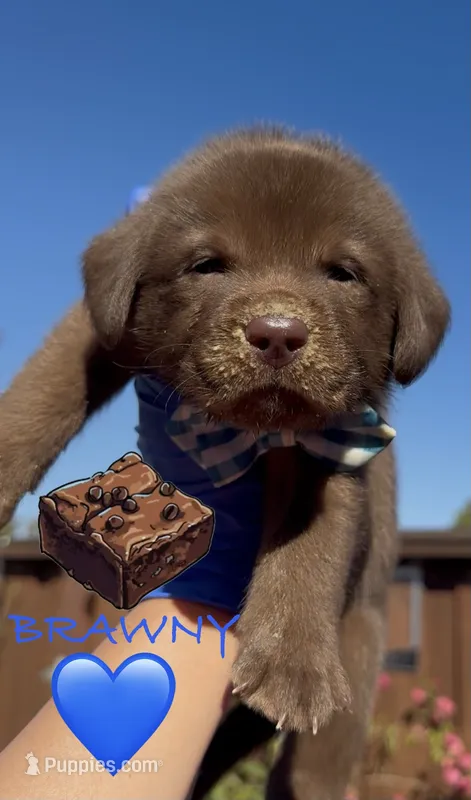 BROWNIE  – Labrador Retriever puppy for sale in Fremont, CA
