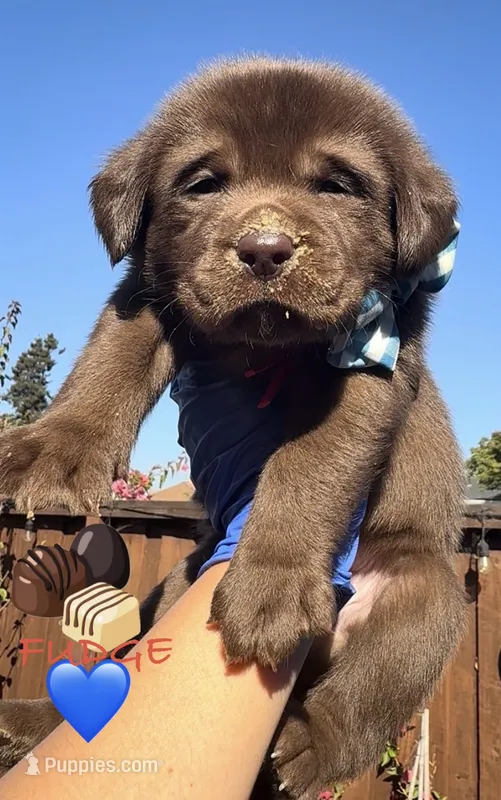 FUDGE  – Labrador Retriever puppy for sale in Fremont, CA