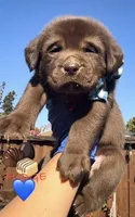 FUDGE , a male Labrador Retriever for sale in Fremont, CA – 1 of 10