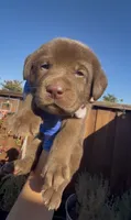 COOKIE , a female Labrador Retriever for sale in Fremont, CA – 10 of 10