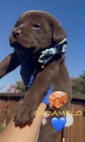 CARAMELO , a male Labrador Retriever for sale in Fremont, CA – 2 of 10