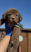BROWNIE , a male Labrador Retriever for sale in Fremont, CA – 8 of 10