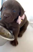 DONA, a female Labrador Retriever for sale in Fremont, CA – 8 of 9
