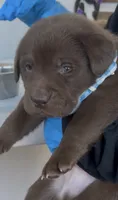 MACARRÓN , a male Labrador Retriever for sale in Fremont, CA – 6 of 6