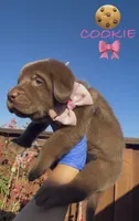 COOKIE , a female Labrador Retriever for sale in Fremont, CA – 6 of 10