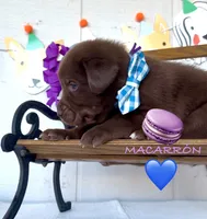 MACARRÓN , a male Labrador Retriever for sale in Fremont, CA – 2 of 6