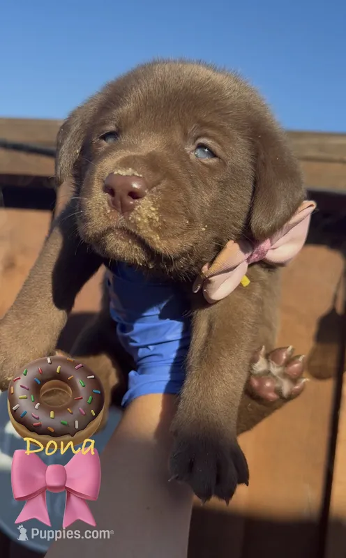 DONA – Labrador Retriever puppy for sale in Fremont, CA