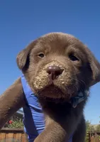 MACARRÓN , a male Labrador Retriever for sale in Fremont, CA – 3 of 6