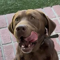 BLOU, a male Labrador Retriever for sale in Fremont, CA – Photo 2 of 7