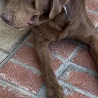 BLOU, a male Labrador Retriever for sale in Fremont, CA – Photo 6 of 7