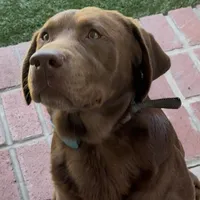 BLOU, a male Labrador Retriever for sale in Fremont, CA – Photo 4 of 7