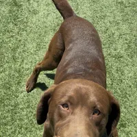 BLOU, a male Labrador Retriever for sale in Fremont, CA – Photo 5 of 7