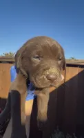 CUPCAKE, a female Labrador Retriever for sale in Fremont, CA – 9 of 10