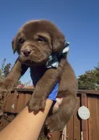 FUDGE , a male Labrador Retriever for sale in Fremont, CA – 6 of 10